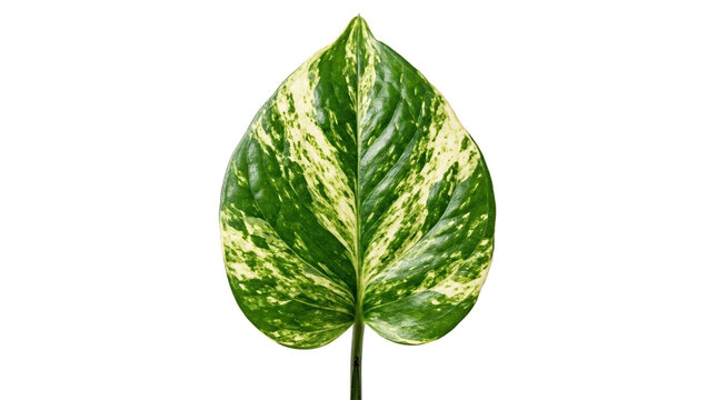 Variegated pothos leaf on white background. Tropical green and yellow foliage. Isolated epipremnum aureum leaf for design.