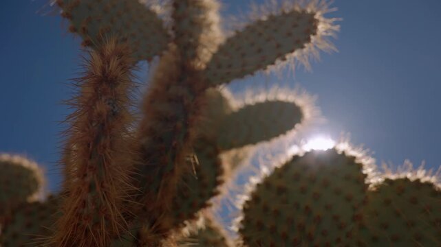 Backlit prickly pear cactus pads glow in the sunlight against a clear blue sky.
