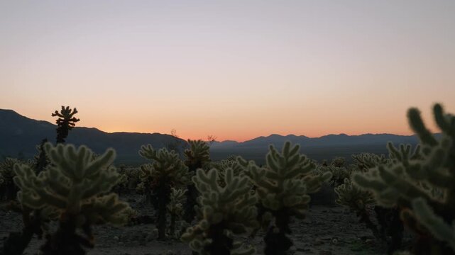Rows of cholla cactus glow at dusk against a mountain silhouette and gradient sky.