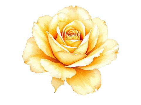 Elegant Watercolor Illustration of a Single Blooming Yellow Rose Flower Isolated on White Background