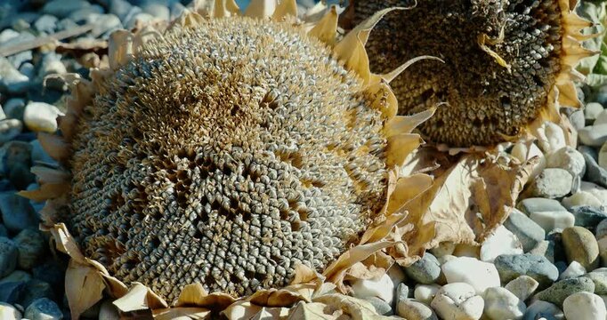 Dried sunflower head full of seeds lying on pebbles