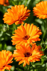 Fototapeta premium in the garden during spring, a lovely orange calendula and pot marigold bloom