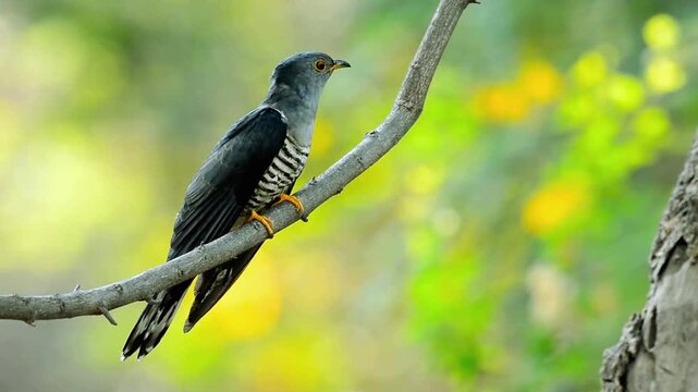 Beautiful Cuckoo Bird Perched Gracefully on Tree Branch in Nature