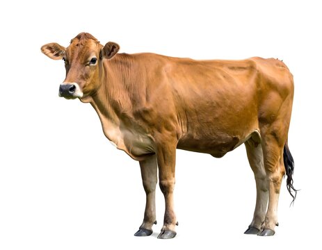 Brown cow standing on green grass field.