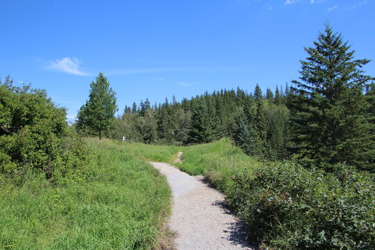 Trail In The Park, Whitemud Park, Edmonton, Alberta