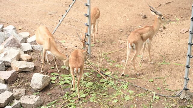 Small Group of Deer Grazing on Fresh Green Fodder in Zoo Habitat