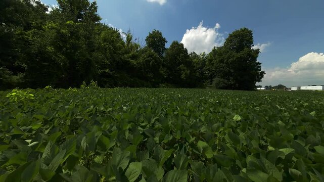 Forward moving drone shot tracks low and slow over a lush green soybean field bordered by a dense line of summer trees in the background.