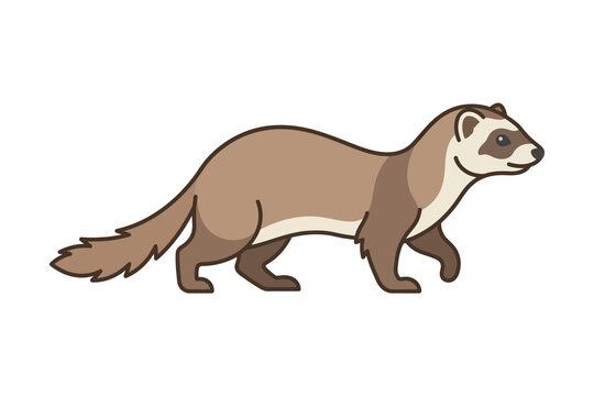 Ferret Flat Vector Illustration