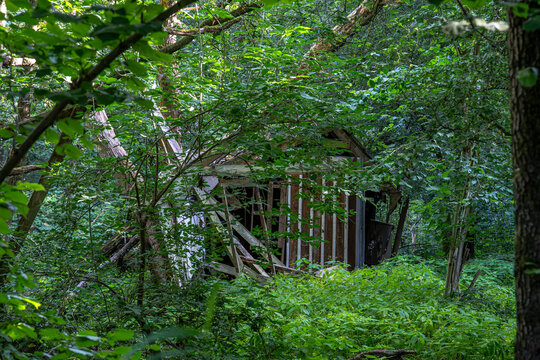 lag diese alte, fast vollst&auml;ndig vom Wald zur&uuml;ckeroberte H&uuml;tte verborgen zwischen B&auml;umen und Farnen. Das Holz zerfallen, das Dach m&uuml;de, die Natur l&auml;ngst dabei, sich den Platz zur&uuml;ckzuholen.