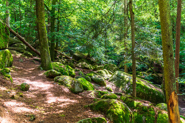 Mossy forest trail in Hoellbachtal Germany © Lumen&Lines