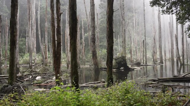 Misty forest pond with reflections of dead trees