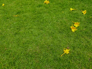 Fototapete Grün Yellow Allamanda Flowers Fallen on Lush Green Grass Field  © Made