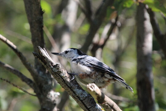 Bird In The Tree, Whitemud Park, Edmonton, Alberta