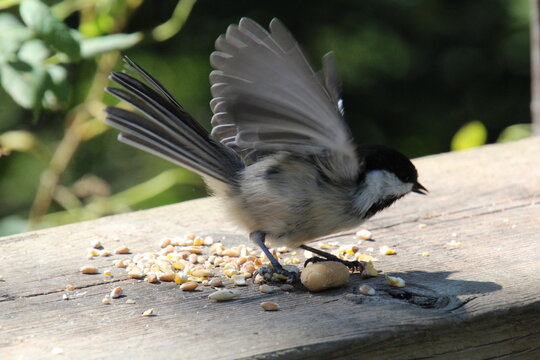 Chickadee On The Move, Whitemud Park, Edmonton, Alberta