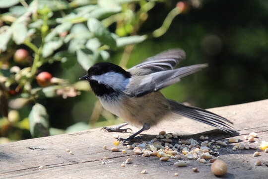 Bird Flapping Wings, Whitemud Park, Edmonton, Alberta