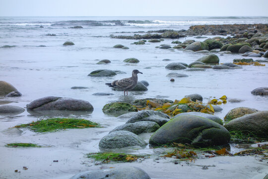 A mottled juvenile seagull stands among mossy tide pool rocks on a rocky coastline under an overcast sky, North Pacific beach, San Diego, CA