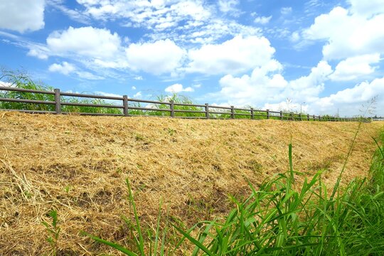 土手の除草されたセイバンモロコシの枯れ草のある真夏の朝の放水路土手風景