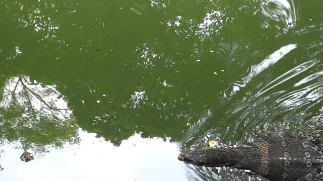 large monitor lizard swimming slowly through in green pond with reflections, amphibian reptile in tropical environment, representing nature, natural habitat, survival, ecosystem and animal behavior