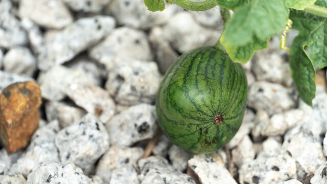 Small young watermelon fruit rests on white gravel stones. Highlighting the vivid striped pattern against the textured ground.