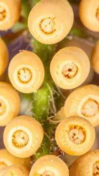 Macro pattern of yellow flower buds and botanical growth.