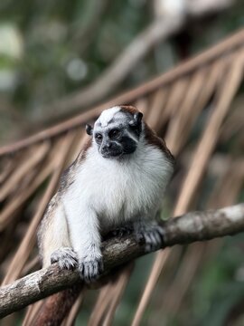 Titi Monkey