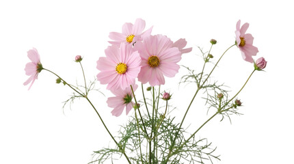 Beautiful pink cosmos flowers isolated on transparent background © Afrin