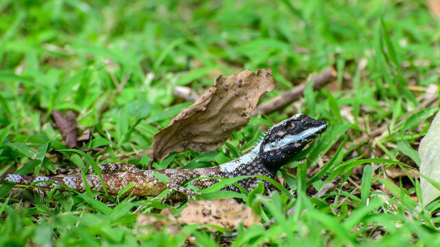 Painted-lip lizard rests among fresh green grass and fallen leaves with textured scales and a distinctive spiny crest 