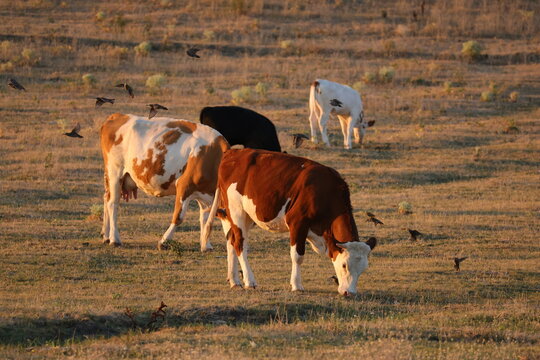 Starlings work the ground where the cattle graze