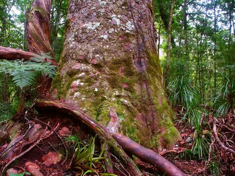 Base of a giant Kauri Tree (Agathis australis) in the Waipoua Forest of New Zealand