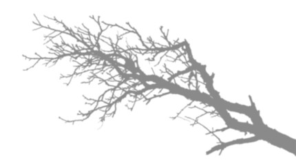 Fototapeta premium A realistic tree branch shadow overly effect isolated on white background for creative graphic design and photo editing projects