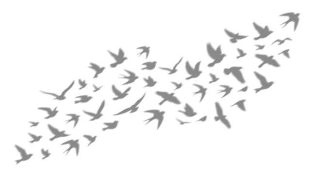 A beautiful flock of birds flying together isolated on white background with a creative shadow overly effect design