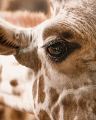 Extreme close-up of a giraffe eye showcasing long eyelashes, intricate skin texture, and distinctive coat patterns, highlighting the gentle beauty of this iconic African mammal.