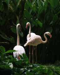 Three greater flamingos stand gracefully among dense tropical foliage, showcasing elegant posture, soft pink plumage, and natural wildlife behavior in a lush green habitat. © DEWINs