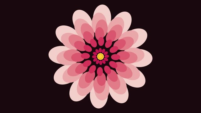 pink flower animation with blooming petals on dark background featuring motion, looping, rotating with expanding