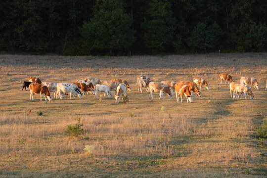 Simental cattle on parched ground against the treeline