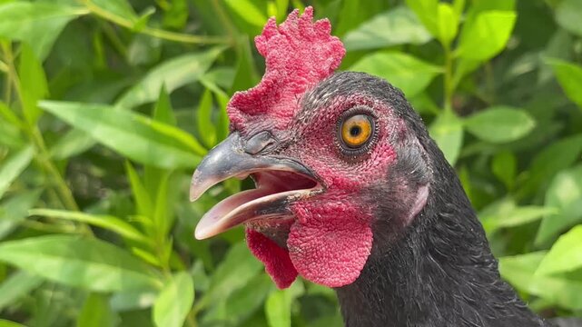 Close-up portrait of a black chicken with red comb