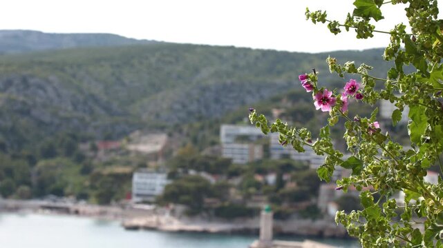 Pink Flowers Overlooking the Coastal Town of Cassis France