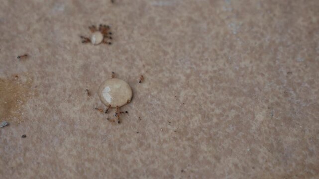 Macro Ants Surrounding an Engorged Tick on Ground