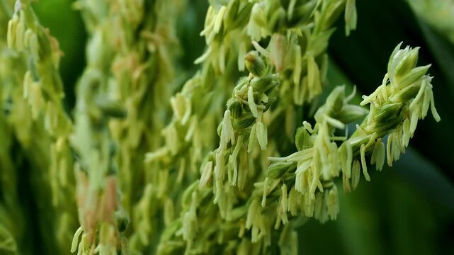 Wind blown pollination of sweetcorn plant tassels