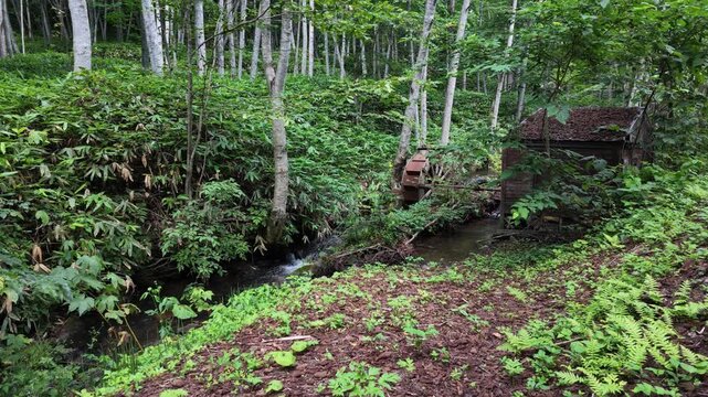 北海道の山林　水車小屋と川　夏