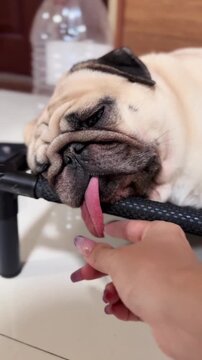 A cute pug dog licking a human finger while resting comfortably on a pet cot bed