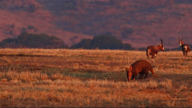 Rare Aardvark forages for termites across the African grassland at dusk