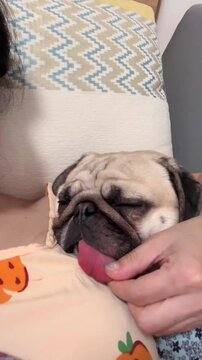 A cute pug puppy sleeping peacefully while being petted by its owner