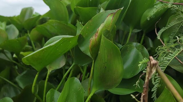A close up view of vibrant green water hyacinth leaves floating in a pond