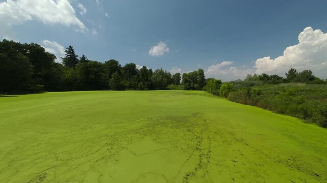 Forward moving drone shot glides over a country pond covered in green duckweed and algae. Bordered by thick trees and fields with a hen house over the water under a blue summer sky.