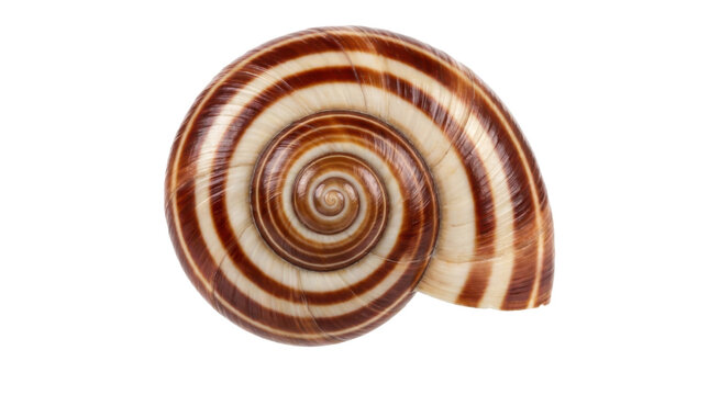 Striped brown and white land snail shell spiral pattern isolated on transparent background for nature collection macro photography display.
