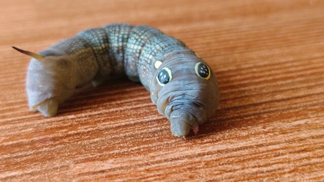 Daphnis nerii Caterpillar with Eye-Like Markings on Wooden Surface