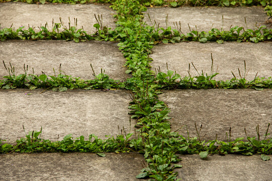 Grass grows between stone tiles in a garden path during daylight hours