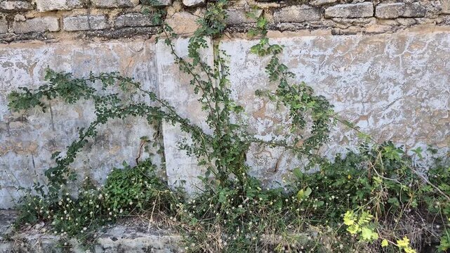 Tilt Up Shot of Wild Green Climbing Vines Growing on Rustic Concrete and Brick Wall