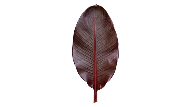 Burgundy rubber plant leaf on white background, dark red ficus elastica foliage, moody tropical leaf texture for design